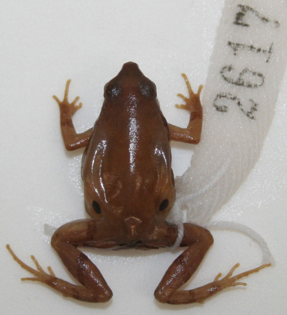 Physalaemus atlanticus Haddad & Sazima, 2004 Museu da Diversidade